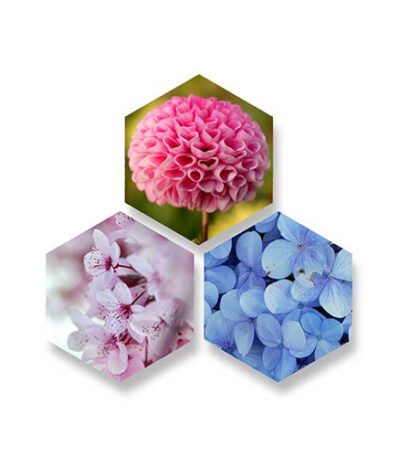 Hexagon Canvas